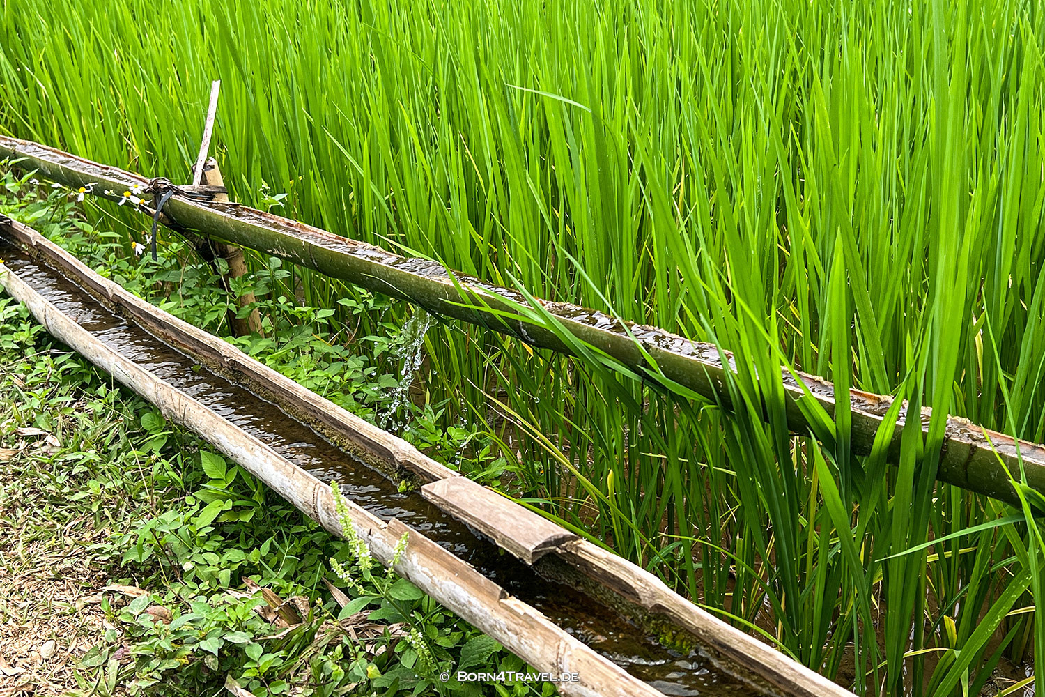 Waterweels Pu Luông,Vietnam2025,born4travel.de