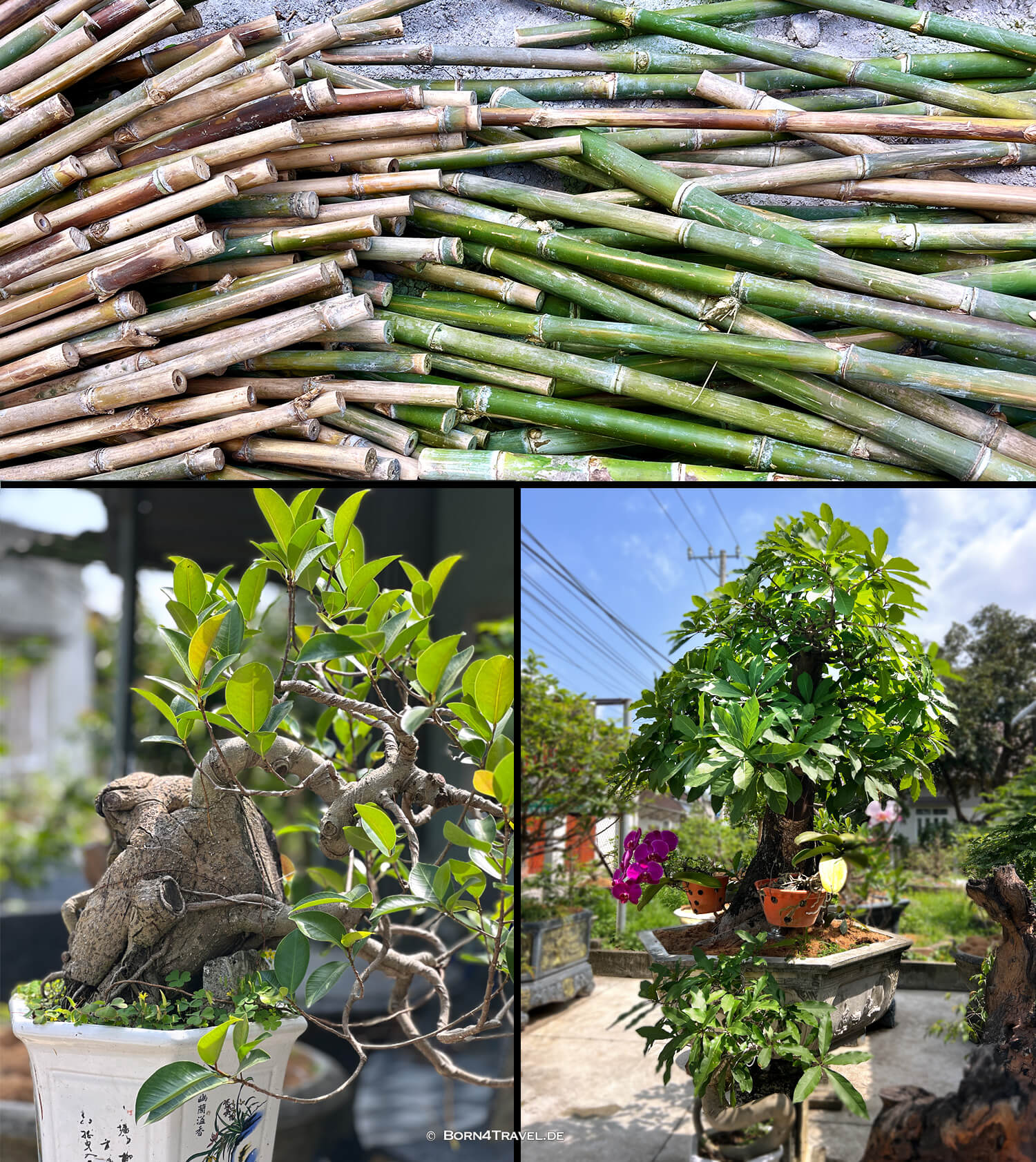 Bonsai in Phù Cát,,Vietnam2025,born4travel.de