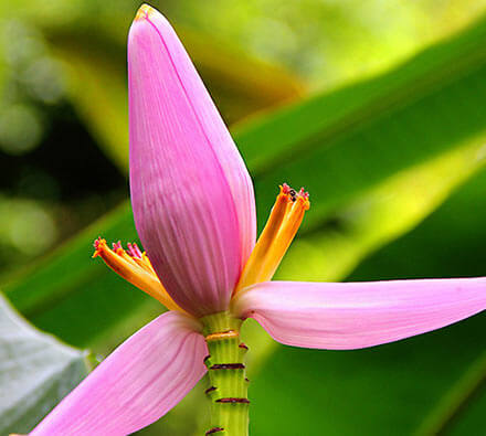 Bananenfruchtblüte