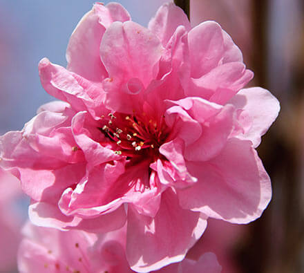 Kirschblüte