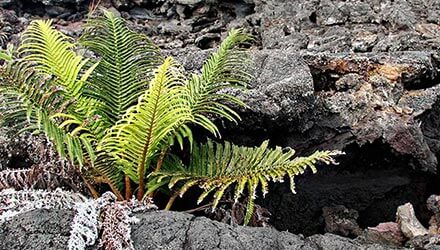 Farn - Big Island, Hawai'i