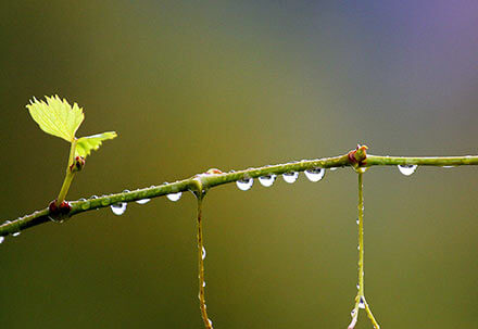 Weinblätter im Regen