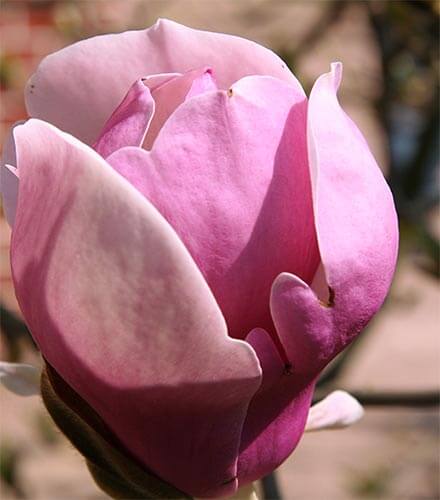 Blüte der Magnolie