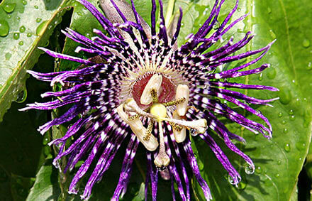 Blüte der Passionsfrucht