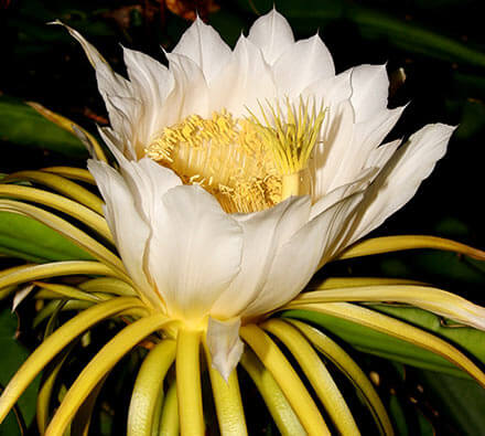 Selenicereus grandiflorus - Königin der Nacht