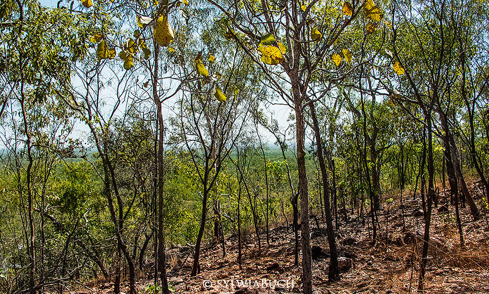 Litchfield National Park, Wangi Loop WalkWangi Falls,  Northern Territory, Top End, born4travel.de