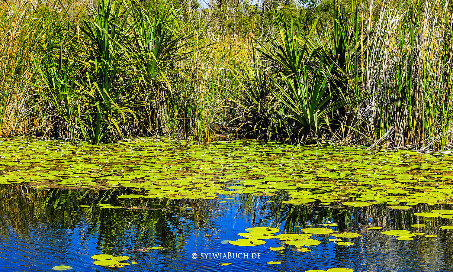 Ord River Cruise,Kununurra,Australien,Kimberley,born4travel.de