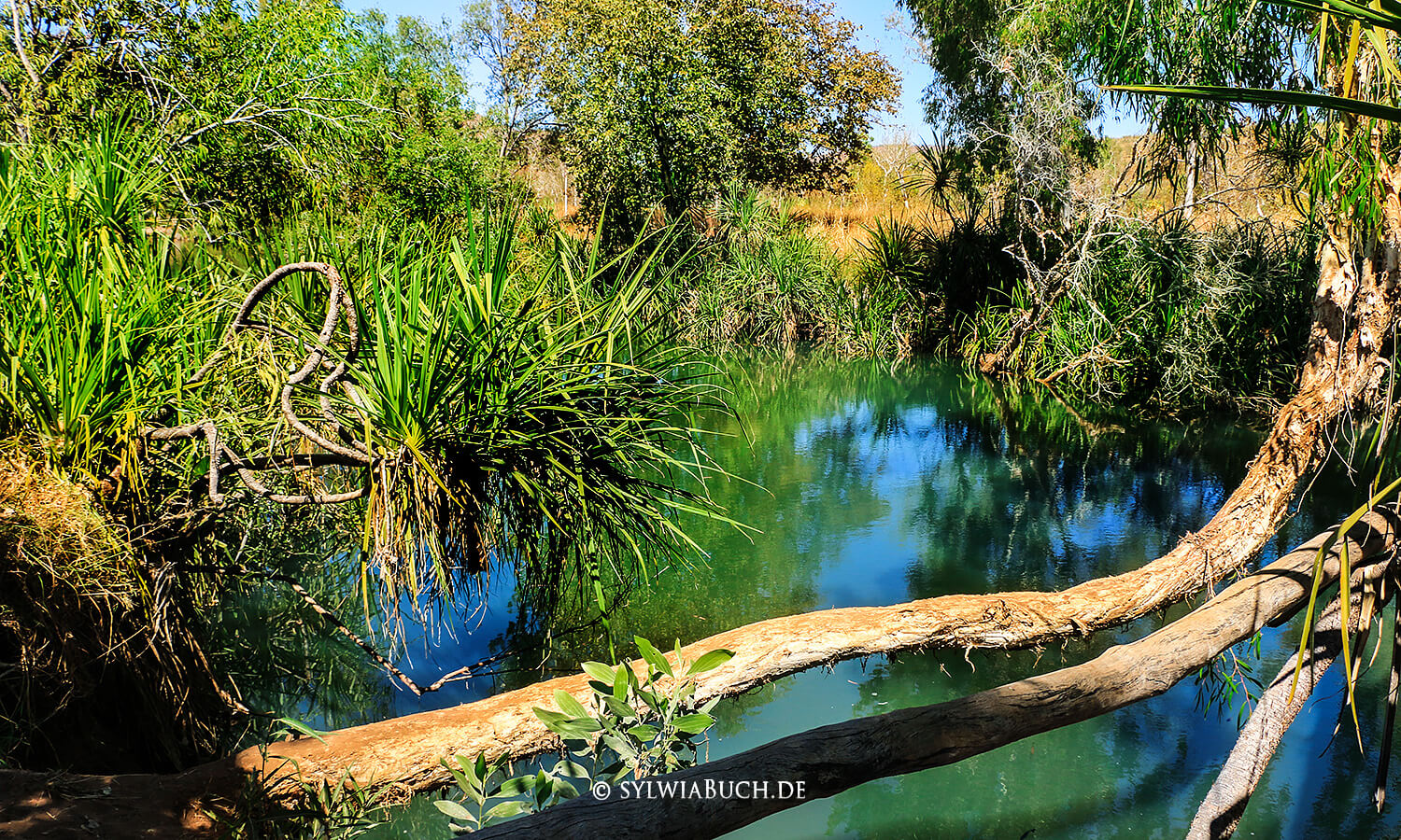 El Questro,Jackaroo's Waterhole,Gibb River Road,Australien,born4travel.de