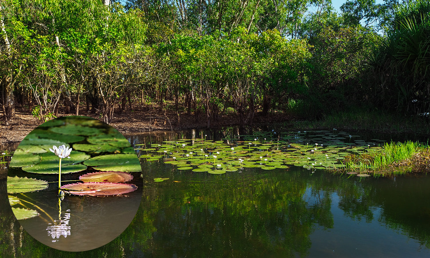 Yellow Water Sunset Cruise, Cooinda,Australia,Northern Territory,Kakadu NP,born4travel.de