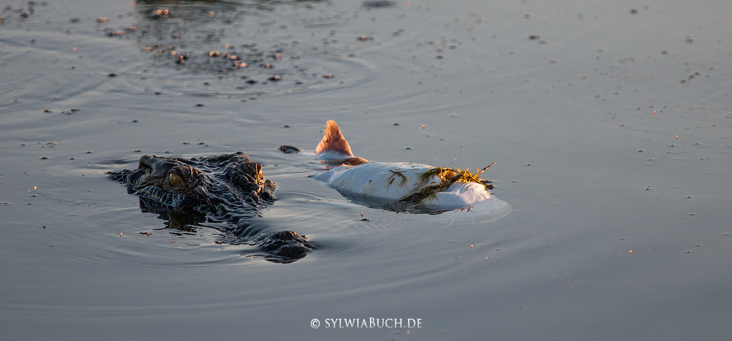 Yellow Water Sunset Cruise, Cooinda,Australia,Northern Territory,Kakadu NP,born4travel.de