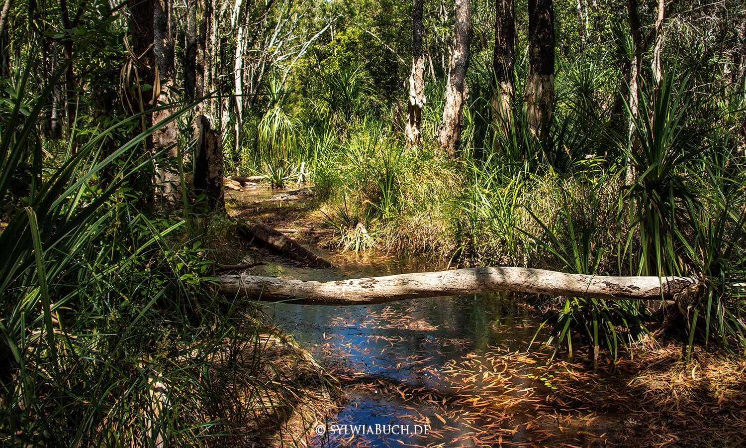 Barramundi Creek,Kakadu Nation Park,Waterfall,Maguk,Plungepool,Northern Territory,Australia,born4travel.de