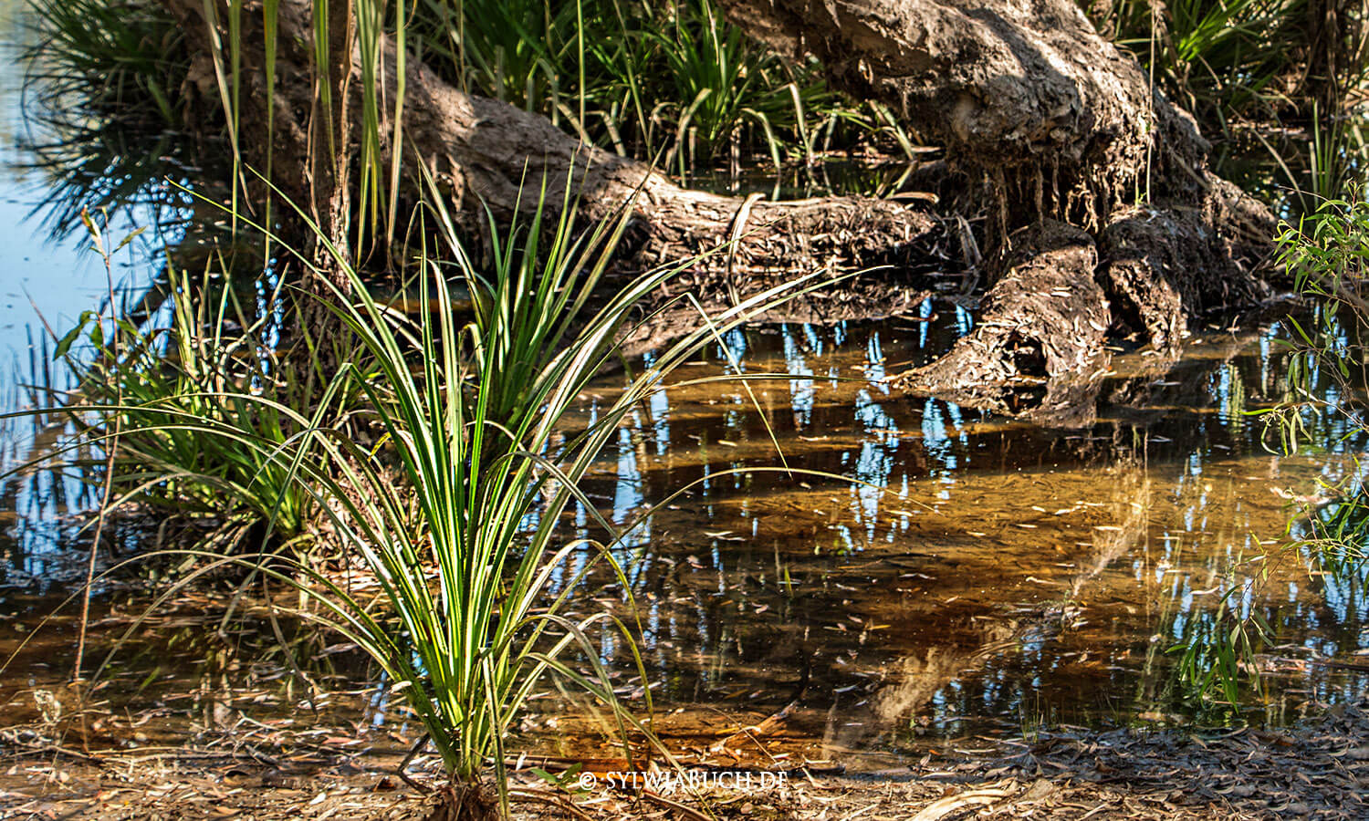 Jim Jim Billabong, Kakadu National Park,Northern Territory,Australien,born4travel.de