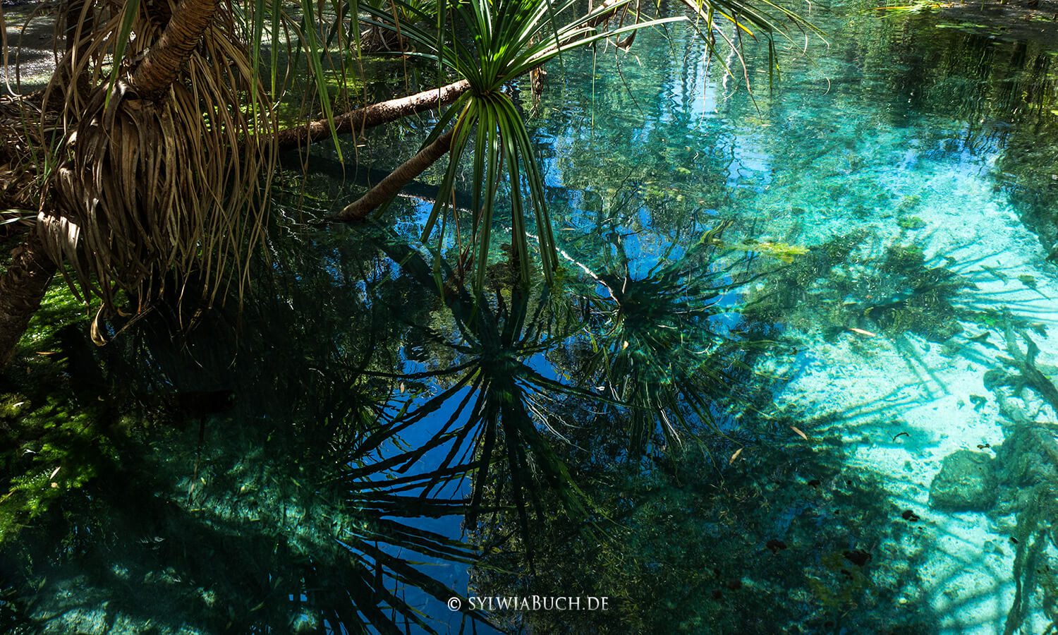 Bitter Springs Thermal Pools,Australia,Northern Territory,born4travel.de