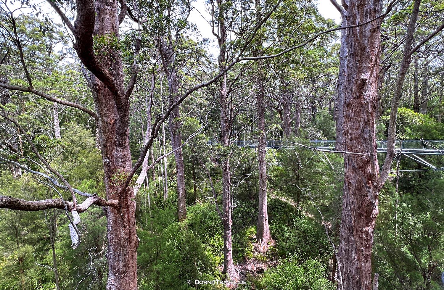 Valley of the Giants Tree Top Walk,Western Australia,born4travel.de