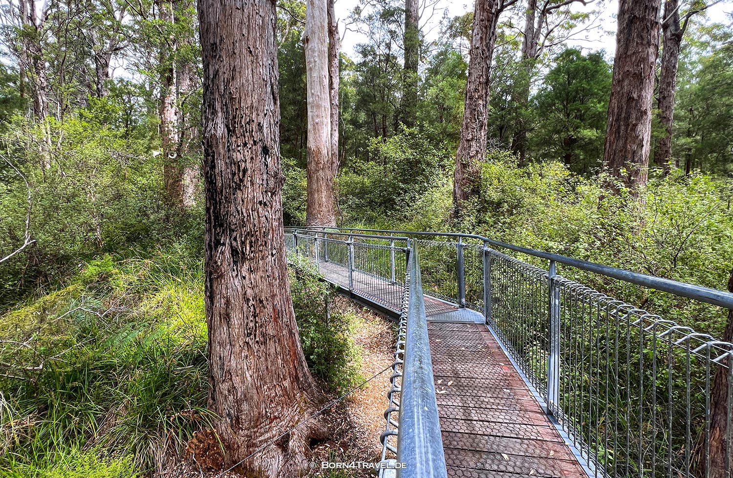 Valley of the Giants Tree Top Walk,Western Australia,born4travel.de