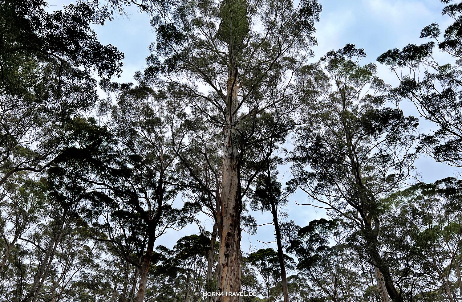 Quinninup,Western Australia,born4travel.de Quinninup,Western Australia,born4travel.de