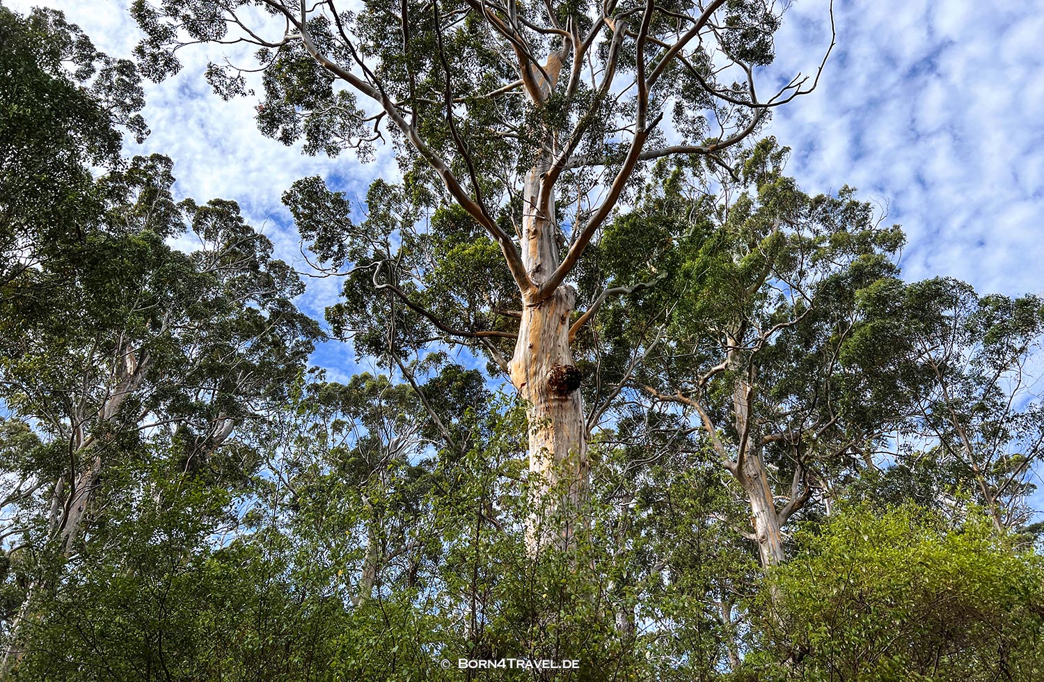 Karri Forrest,Western Australia,born4travel.de Karri Forrest,Western Australia,born4travel.de