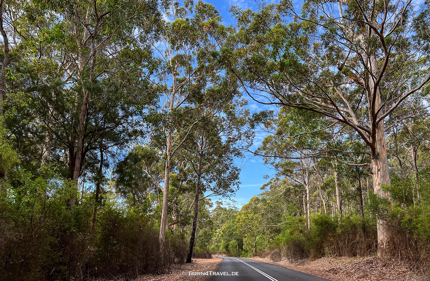 Karri Forrest,Western Australia,born4travel.de Karri Forrest,Western Australia,born4travel.de
