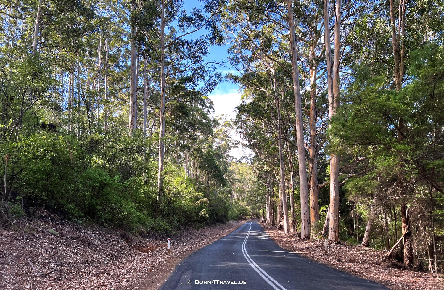 Karri Forrest,Western Australia,born4travel.de Karri Forrest,Western Australia,born4travel.de