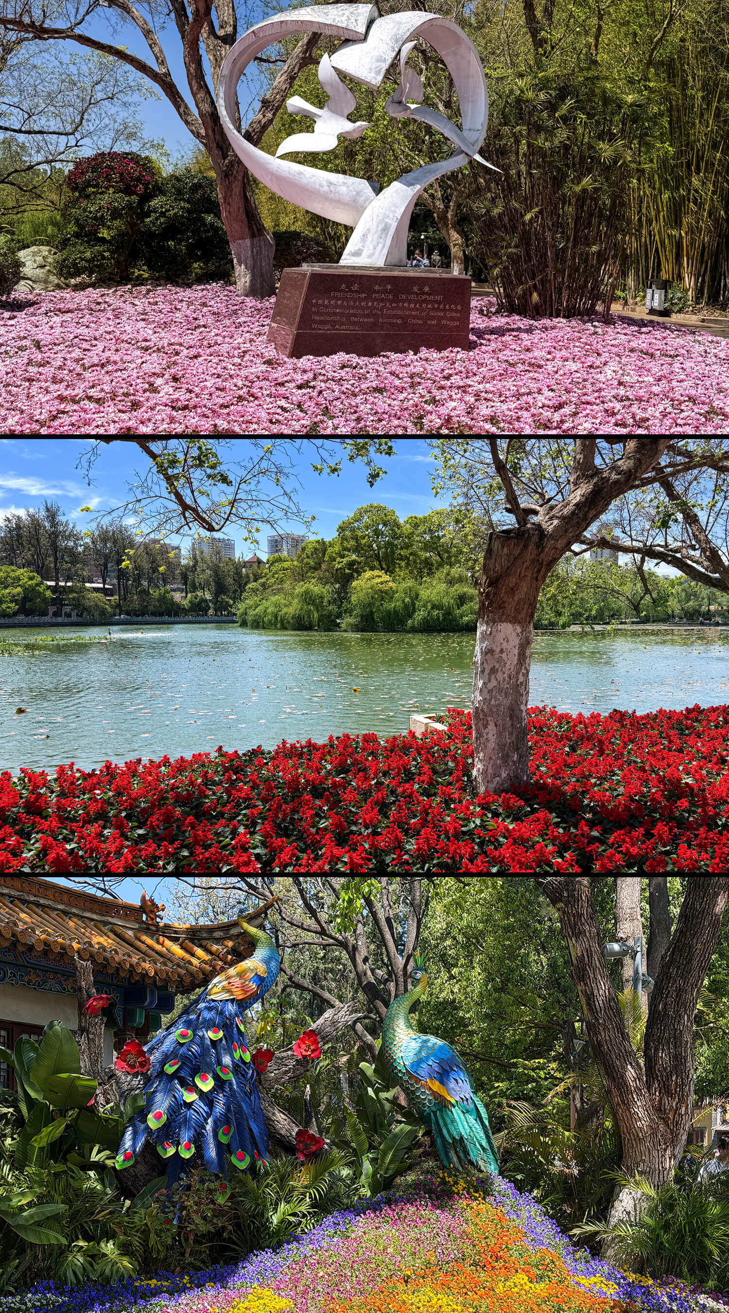 Green Lake im Cuihu Park,Kunming,Yunnan,China2026,born4travel.de Green Lake im Cuihu Park,Kunming,Yunnan,China2026,born4travel.de