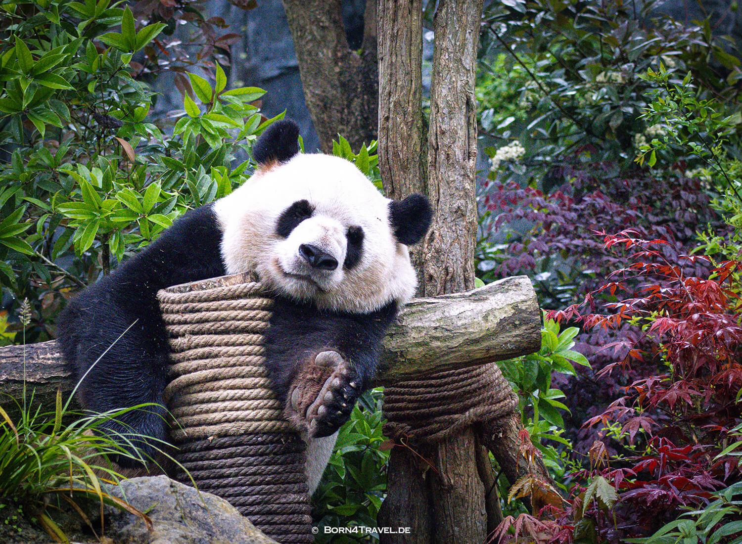 Dujiangyan Panda Park,Panda Valley, Chengdu,China2026,born4travel.de Dujiangyan Panda Park,Panda Valley, Chengdu,China2026,born4travel.de