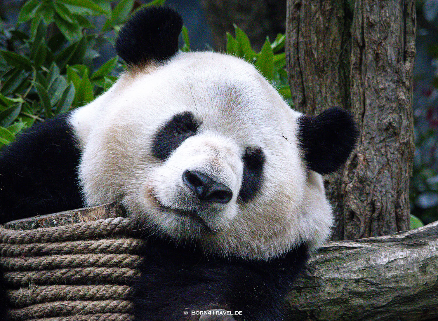Dujiangyan Panda Park,Panda Valley, Chengdu,China2026,born4travel.de Dujiangyan Panda Park,Panda Valley, Chengdu,China2026,born4travel.de