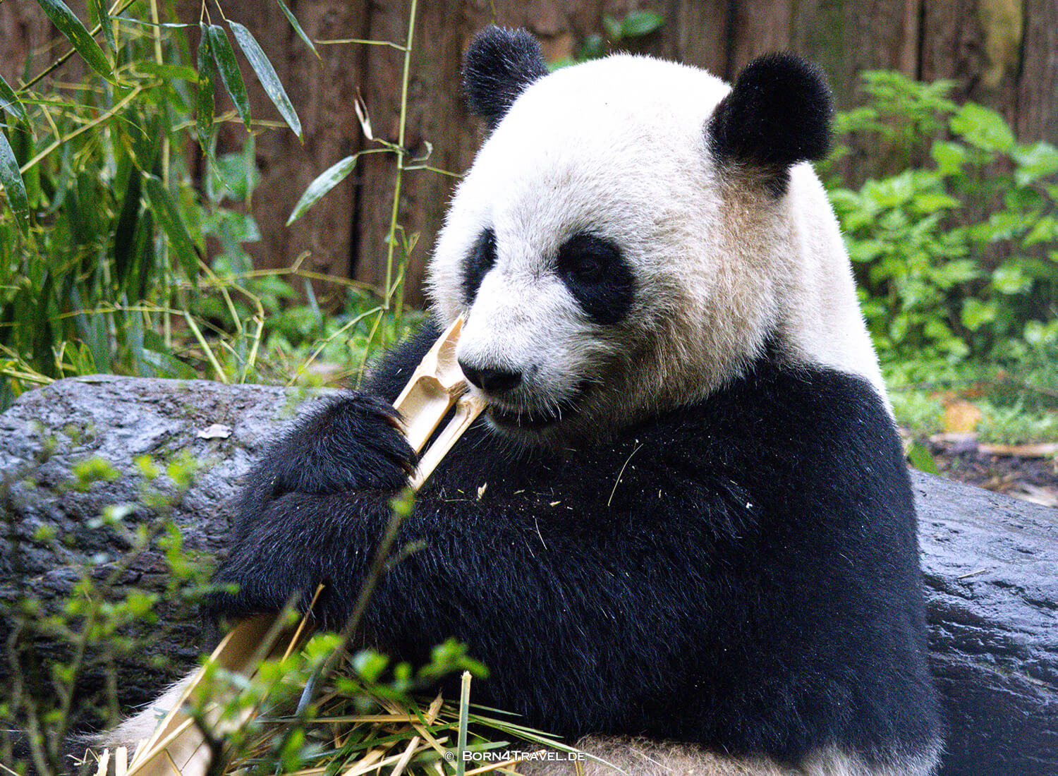 Dujiangyan Panda Park,Panda Valley, Chengdu,China2026,born4travel.de Dujiangyan Panda Park,Panda Valley, Chengdu,China2026,born4travel.de