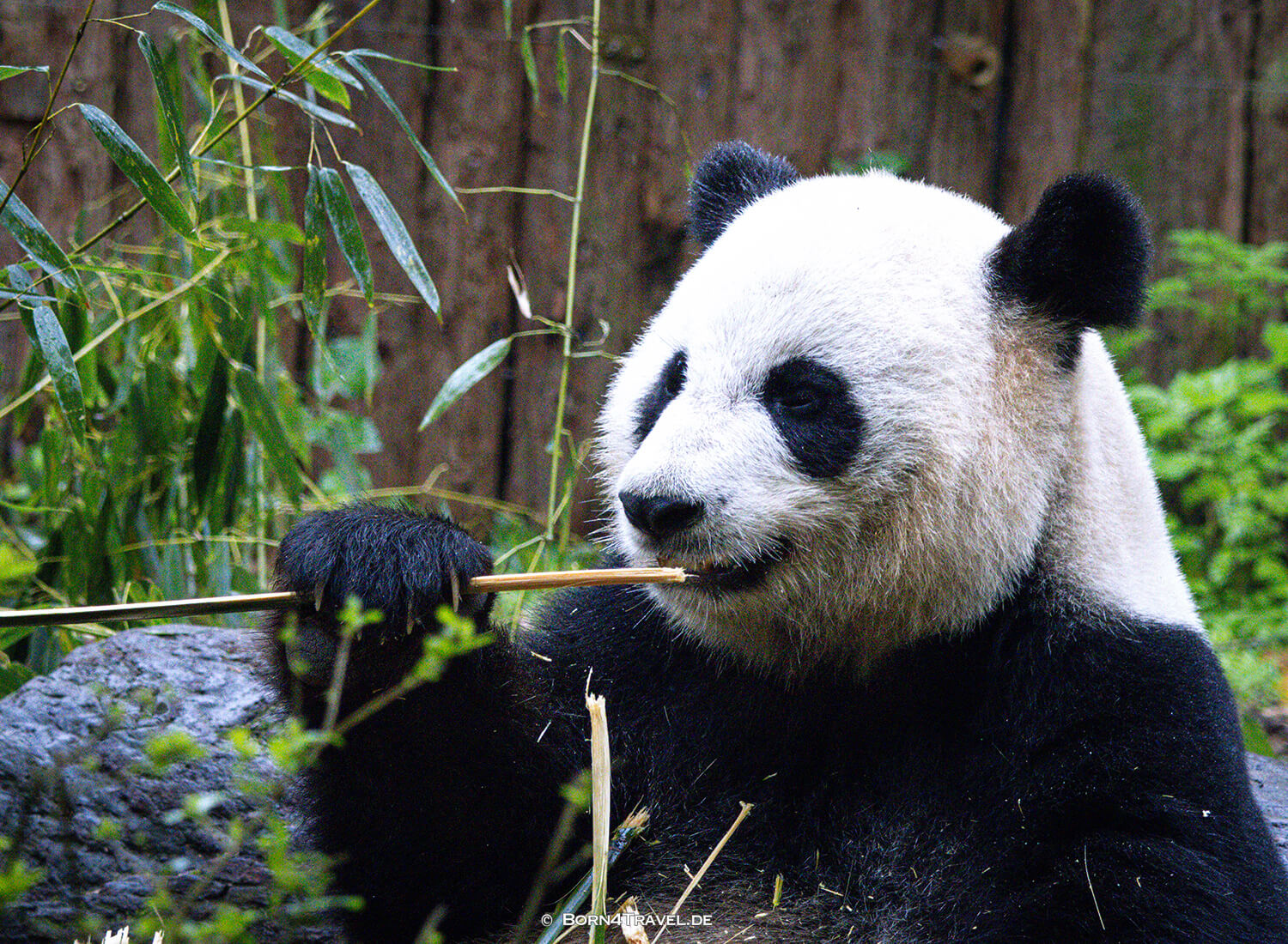 Dujiangyan Panda Park,Panda Valley, Chengdu,China2026,born4travel.de Dujiangyan Panda Park,Panda Valley, Chengdu,China2026,born4travel.de