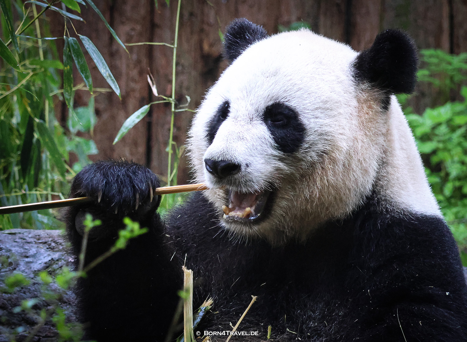 Dujiangyan Panda Park,Panda Valley, Chengdu,China2026,born4travel.de Dujiangyan Panda Park,Panda Valley, Chengdu,China2026,born4travel.de