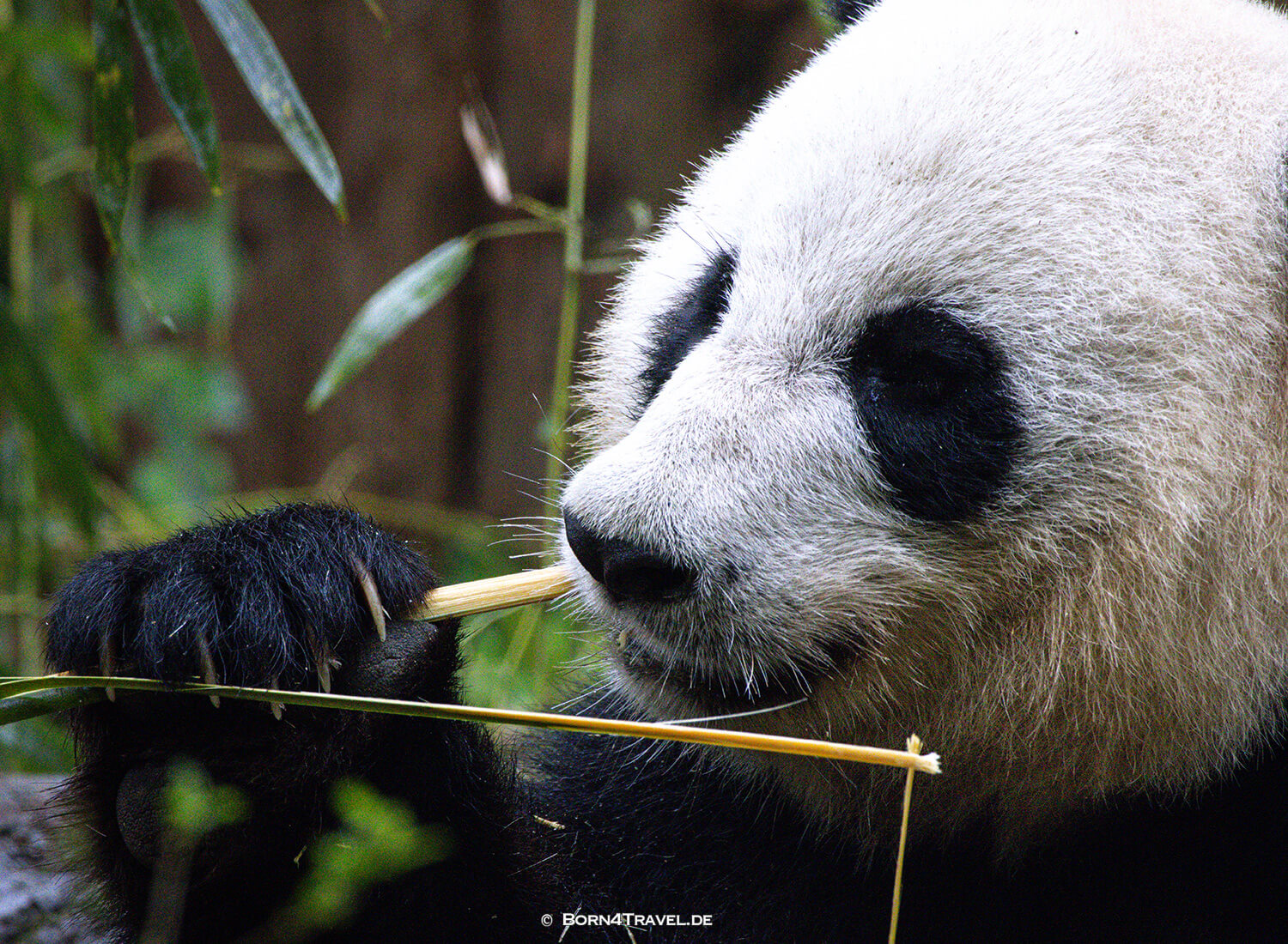 Dujiangyan Panda Park,Panda Valley, Chengdu,China2026,born4travel.de Dujiangyan Panda Park,Panda Valley, Chengdu,China2026,born4travel.de