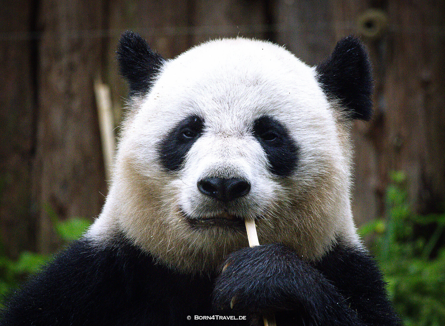 Dujiangyan Panda Park,Panda Valley, Chengdu,China2026,born4travel.de Dujiangyan Panda Park,Panda Valley, Chengdu,China2026,born4travel.de
