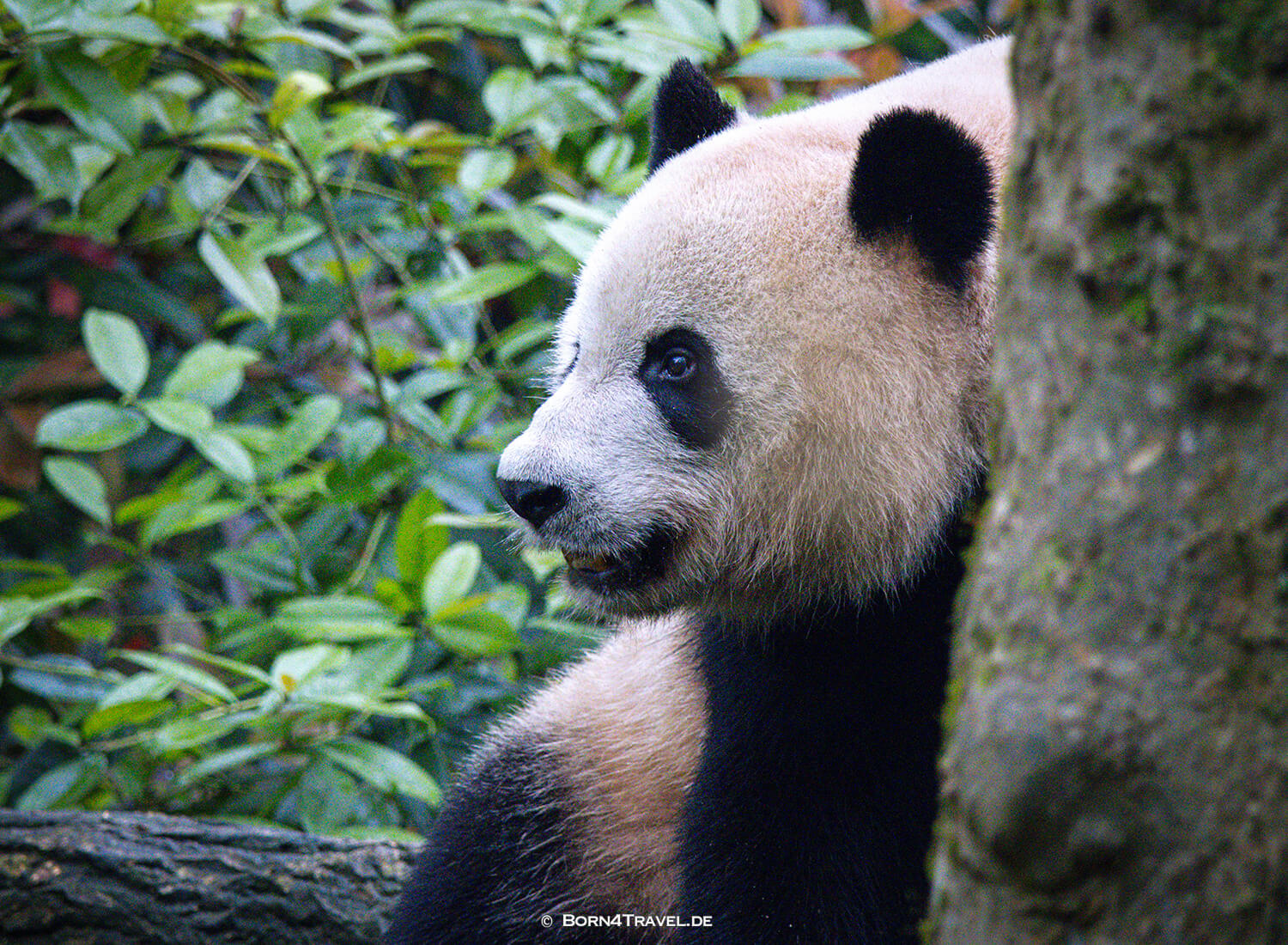 Dujiangyan Panda Park,Panda Valley, Chengdu,China2026,born4travel.de Dujiangyan Panda Park,Panda Valley, Chengdu,China2026,born4travel.de