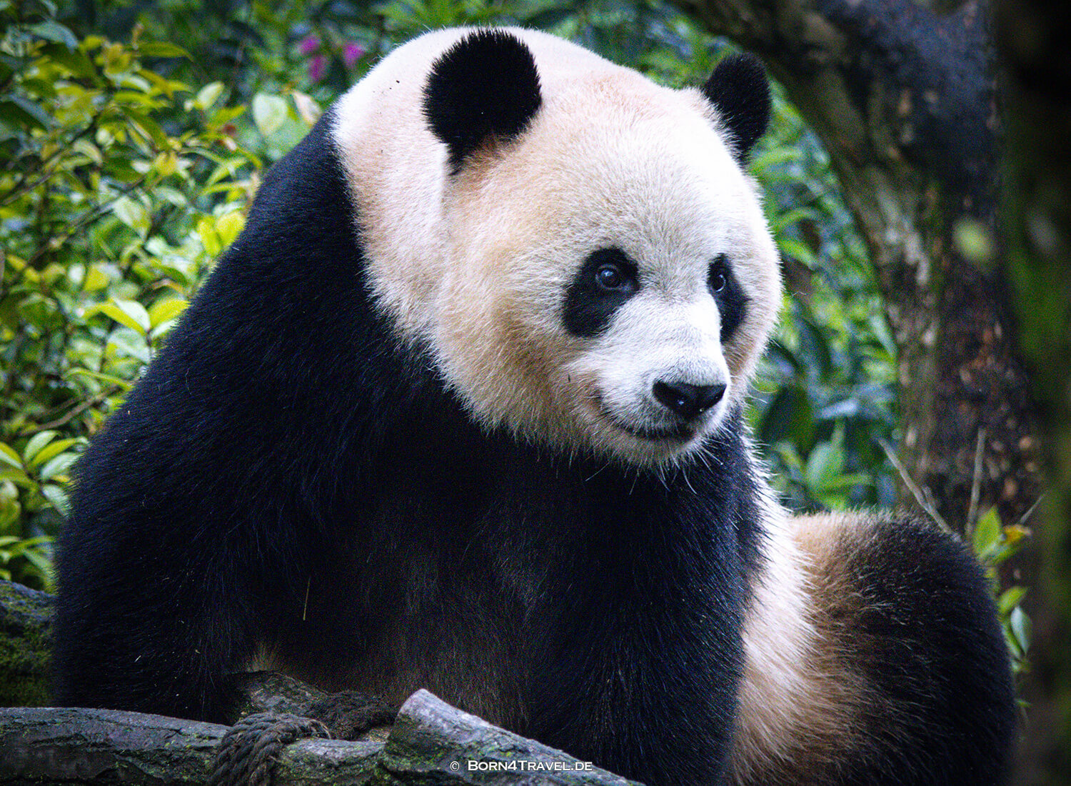 Dujiangyan Panda Park,Panda Valley, Chengdu,China2026,born4travel.de Dujiangyan Panda Park,Panda Valley, Chengdu,China2026,born4travel.de