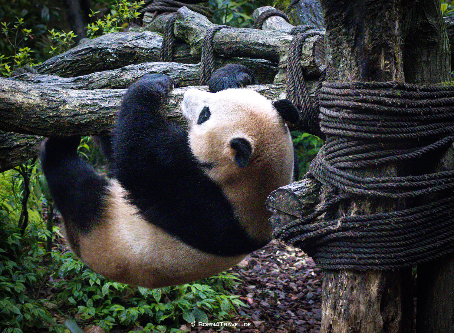 Dujiangyan Panda Park,Panda Valley, Chengdu,China2026,born4travel.de Dujiangyan Panda Park,Panda Valley, Chengdu,China2026,born4travel.de