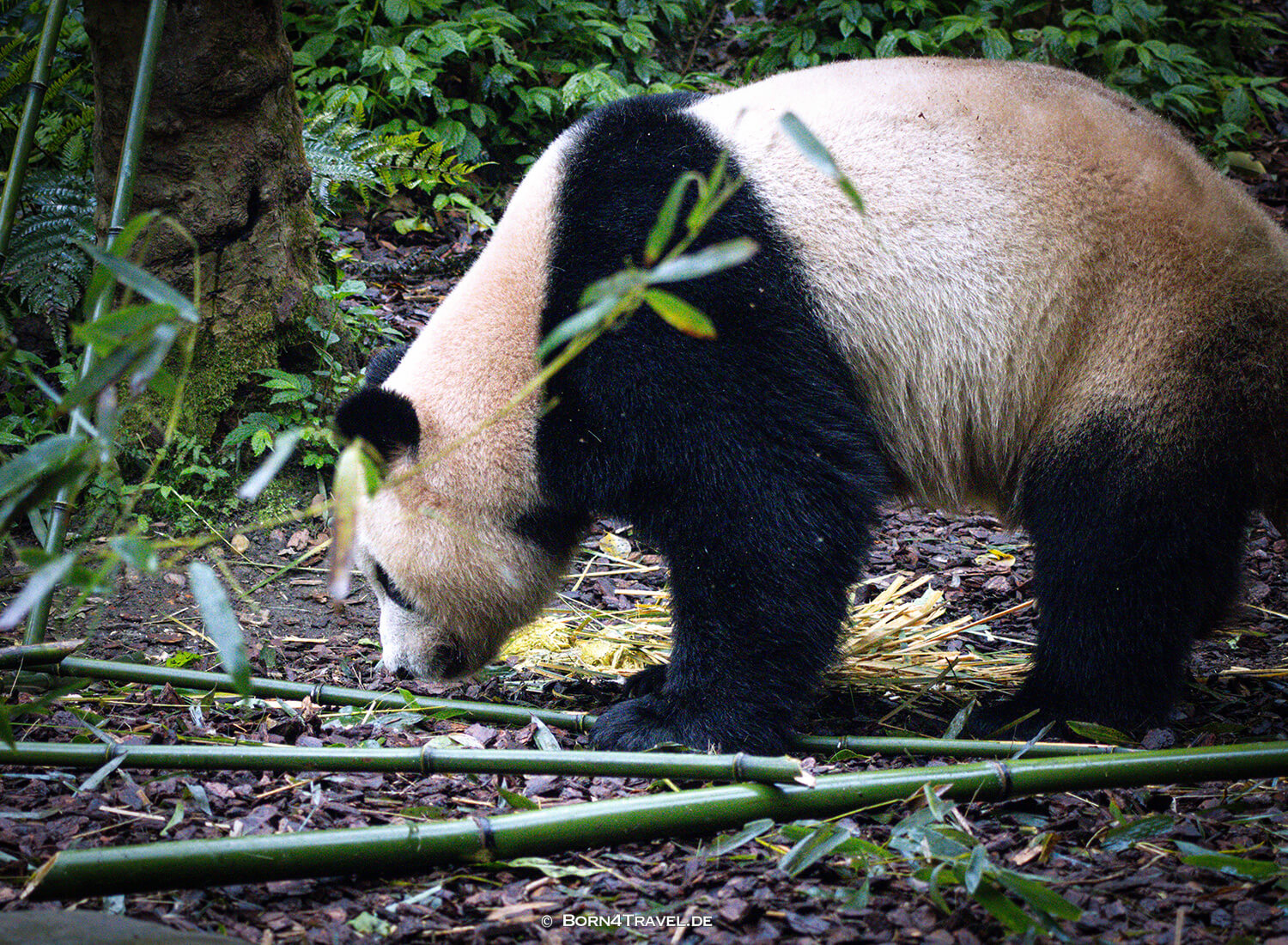 Dujiangyan Panda Park,Panda Valley, Chengdu,China2026,born4travel.de Dujiangyan Panda Park,Panda Valley, Chengdu,China2026,born4travel.de