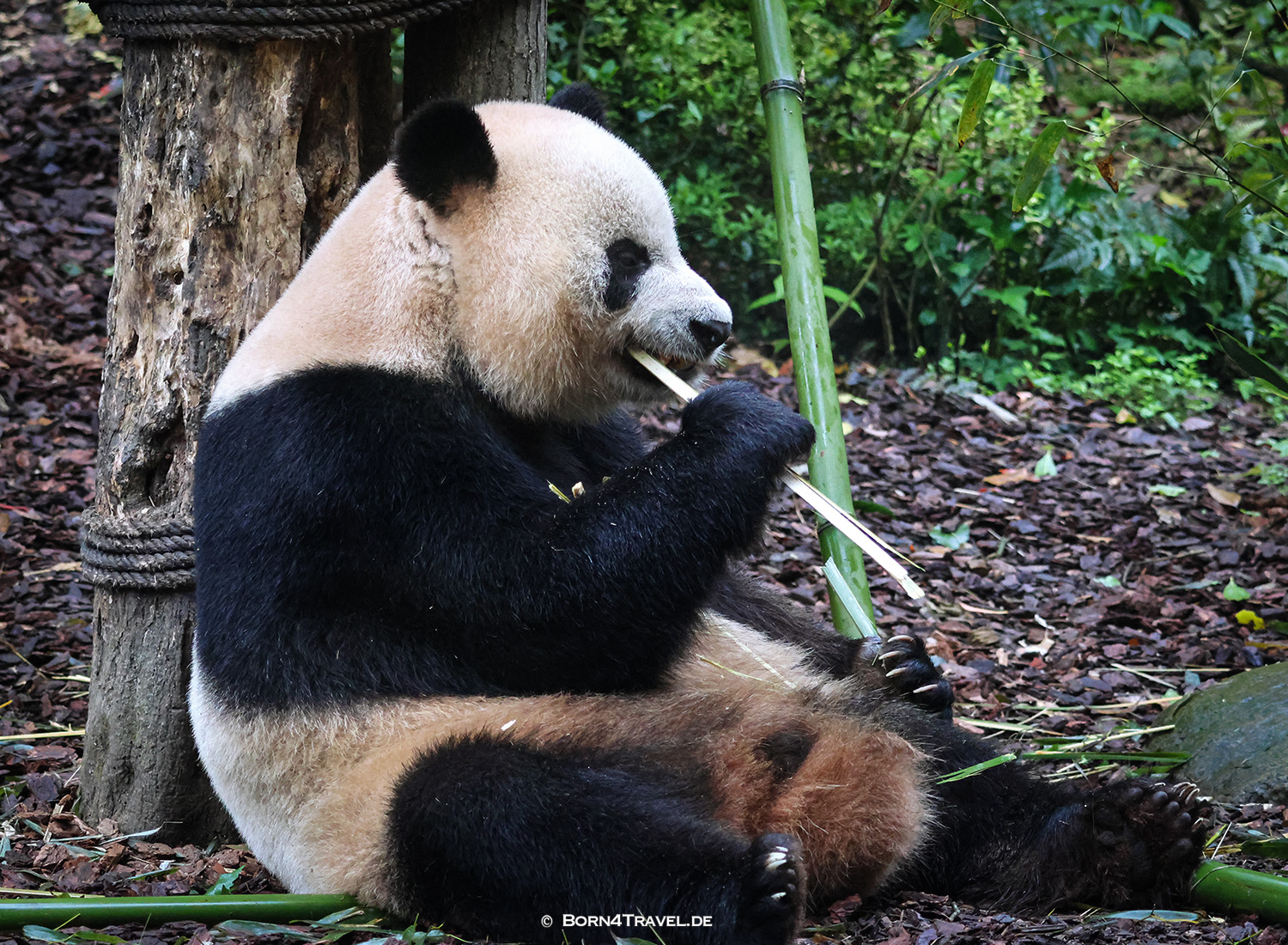 Dujiangyan Panda Park,Panda Valley, Chengdu,China2026,born4travel.de Dujiangyan Panda Park,Panda Valley, Chengdu,China2026,born4travel.de