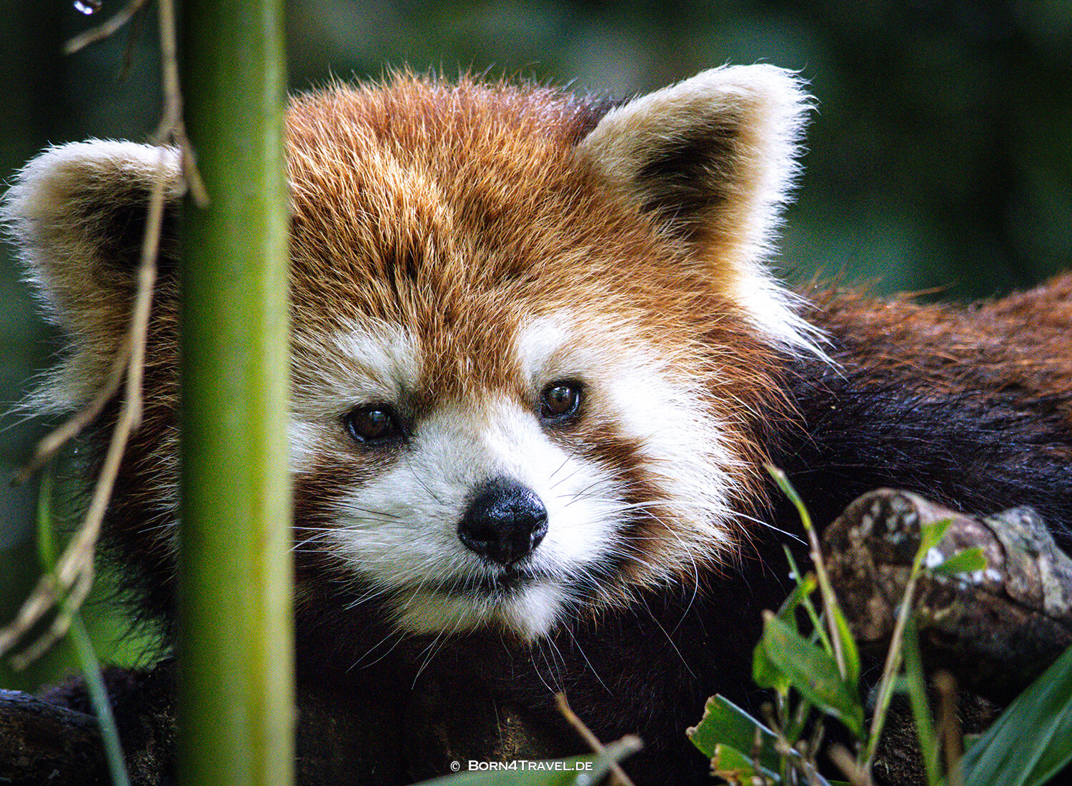 Roter Panda,Dujiangyan Panda Park,Panda Valley, Chengdu,China2026,born4travel.de Roter Panda,Dujiangyan Panda Park,Panda Valley, Chengdu,China2026,born4travel.de