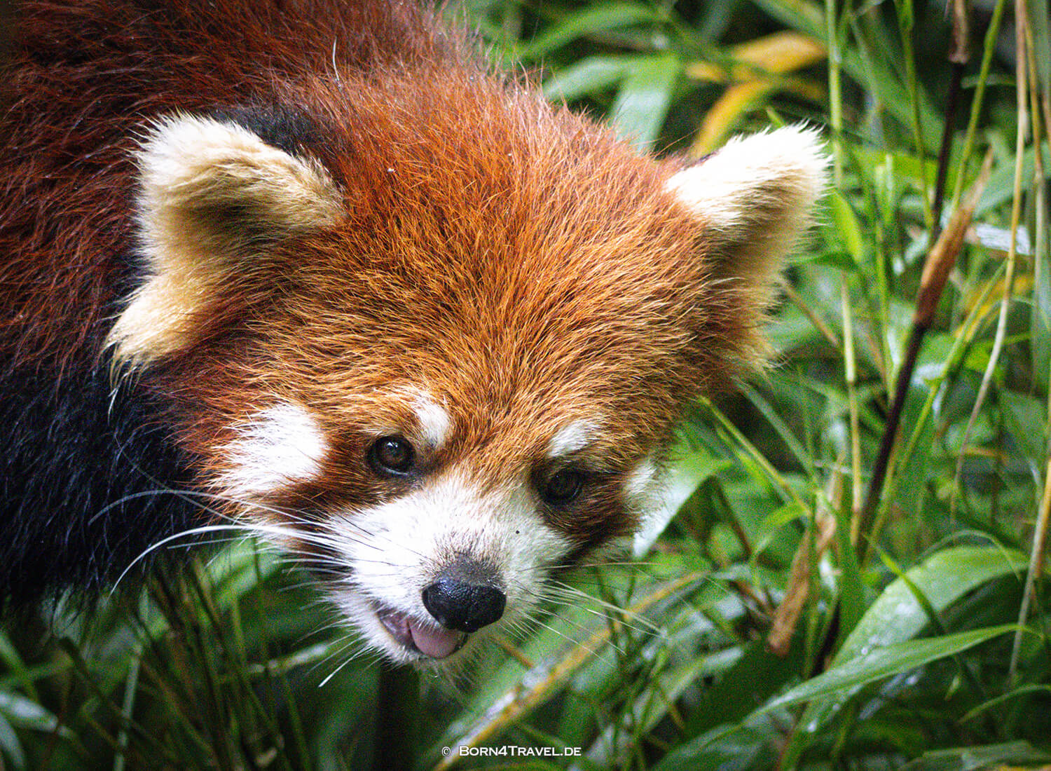 Roter Panda,Dujiangyan Panda Park,Panda Valley, Chengdu,China2026,born4travel.de Roter Panda,Dujiangyan Panda Park,Panda Valley, Chengdu,China2026,born4travel.de
