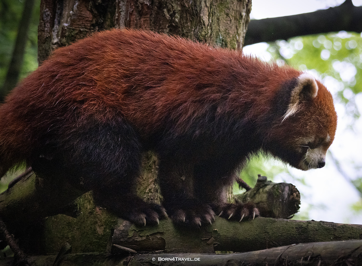 Roter Panda,Dujiangyan Panda Park,Panda Valley, Chengdu,China2026,born4travel.de Roter Panda,Dujiangyan Panda Park,Panda Valley, Chengdu,China2026,born4travel.de