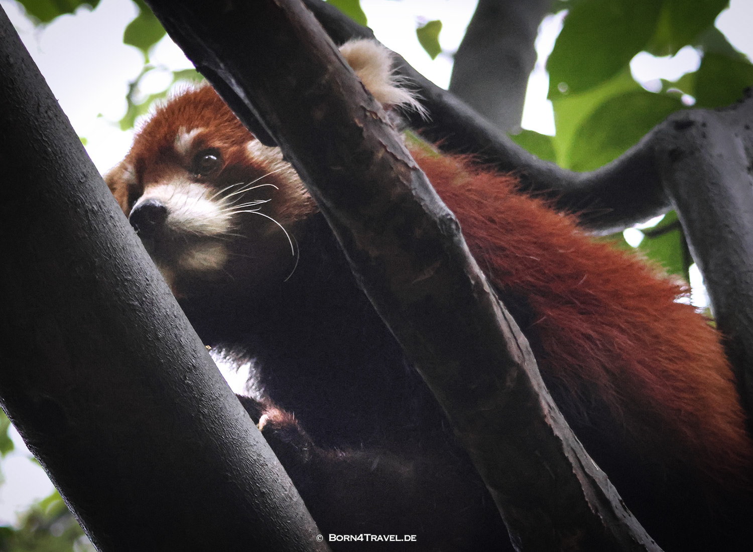 Roter Panda,Dujiangyan Panda Park,Panda Valley, Chengdu,China2026,born4travel.de Roter Panda,Dujiangyan Panda Park,Panda Valley, Chengdu,China2026,born4travel.de