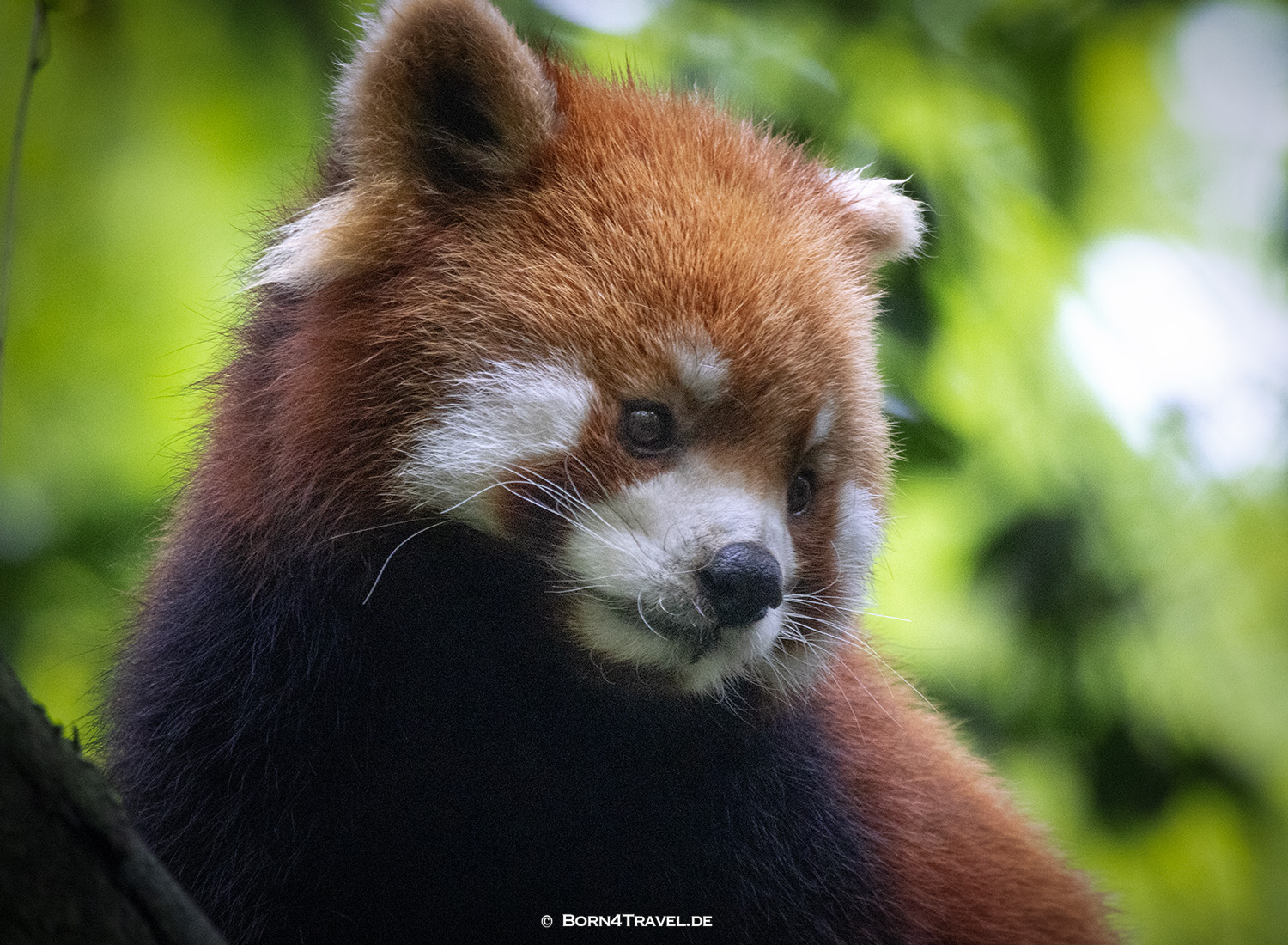 Roter Panda,Dujiangyan Panda Park,Panda Valley, Chengdu,China2026,born4travel.de Roter Panda,Dujiangyan Panda Park,Panda Valley, Chengdu,China2026,born4travel.de