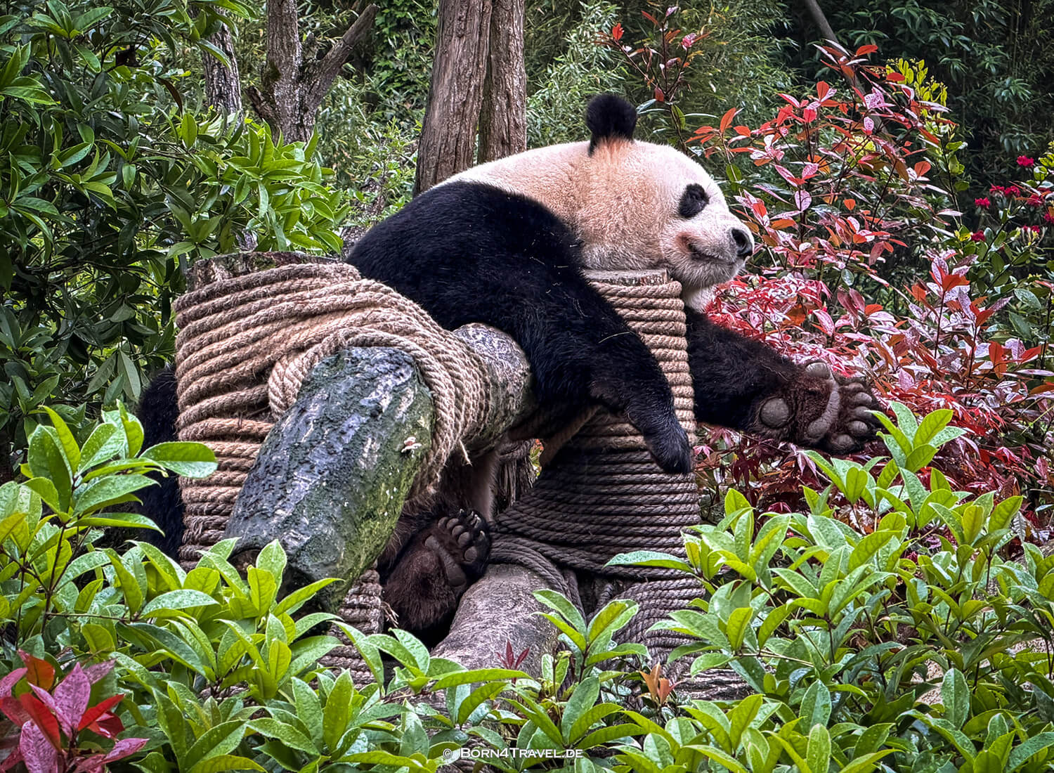 Dujiangyan Panda Park,Panda Valley, Chengdu,China2026,born4travel.de Dujiangyan Panda Park,Panda Valley, Chengdu,China2026,born4travel.de