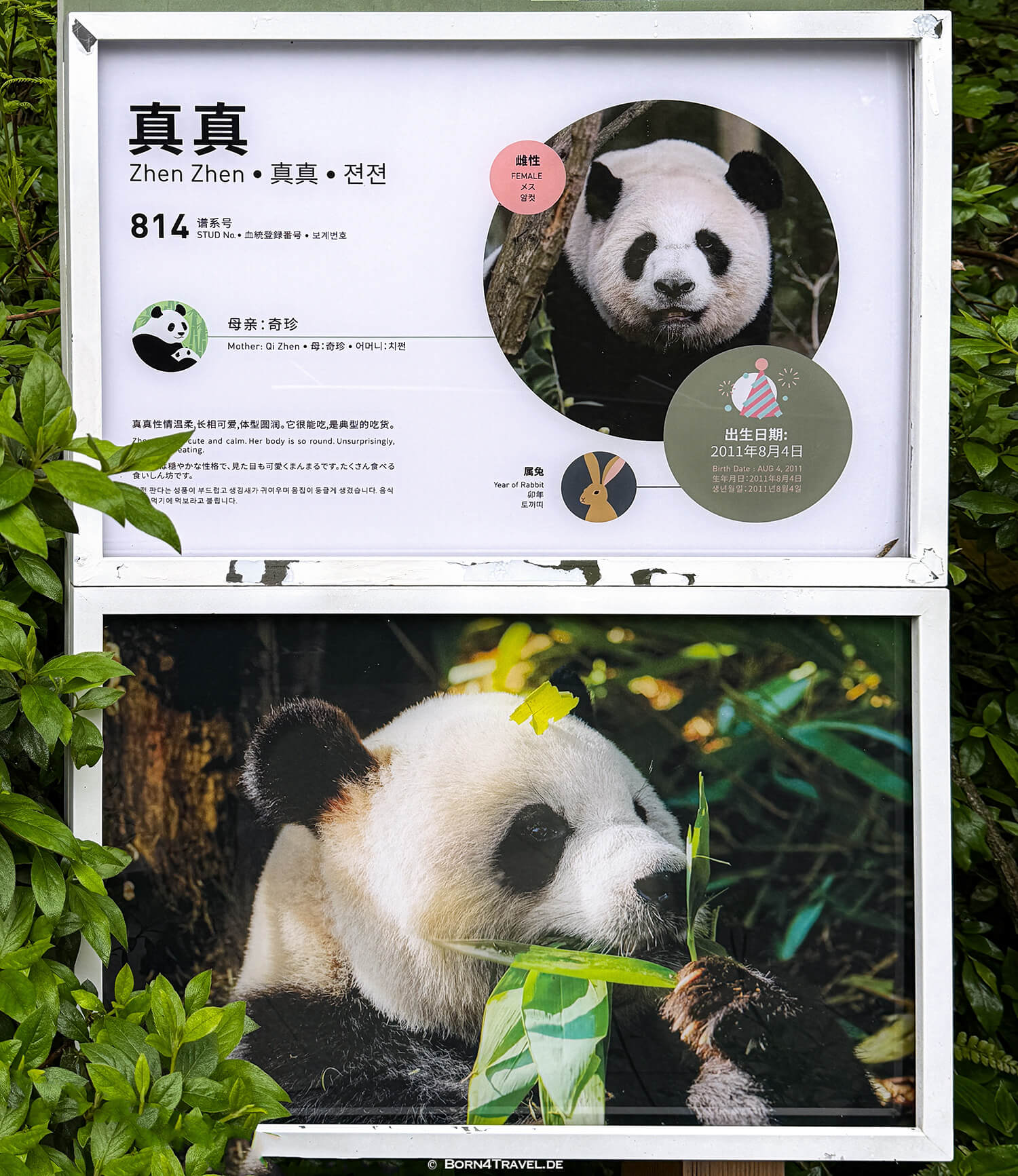 Dujiangyan Panda Park,Panda Valley, Chengdu,China2026,born4travel.de