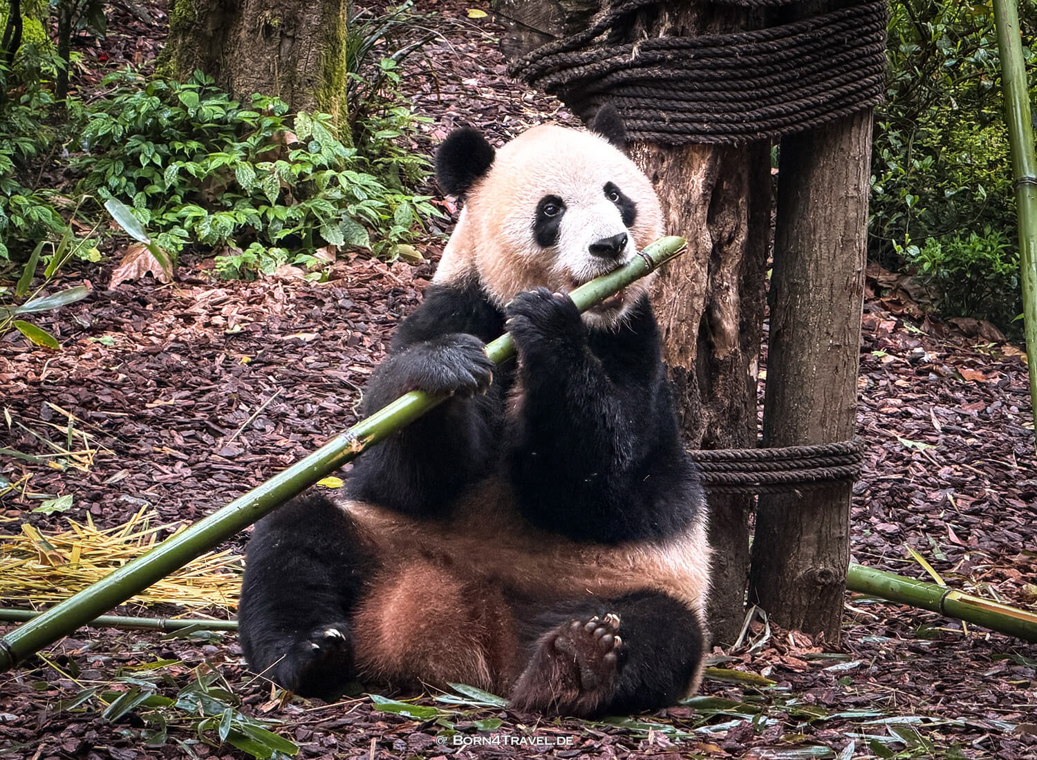 Dujiangyan Panda Park,Panda Valley, Chengdu,China2026,born4travel.de Dujiangyan Panda Park,Panda Valley, Chengdu,China2026,born4travel.de