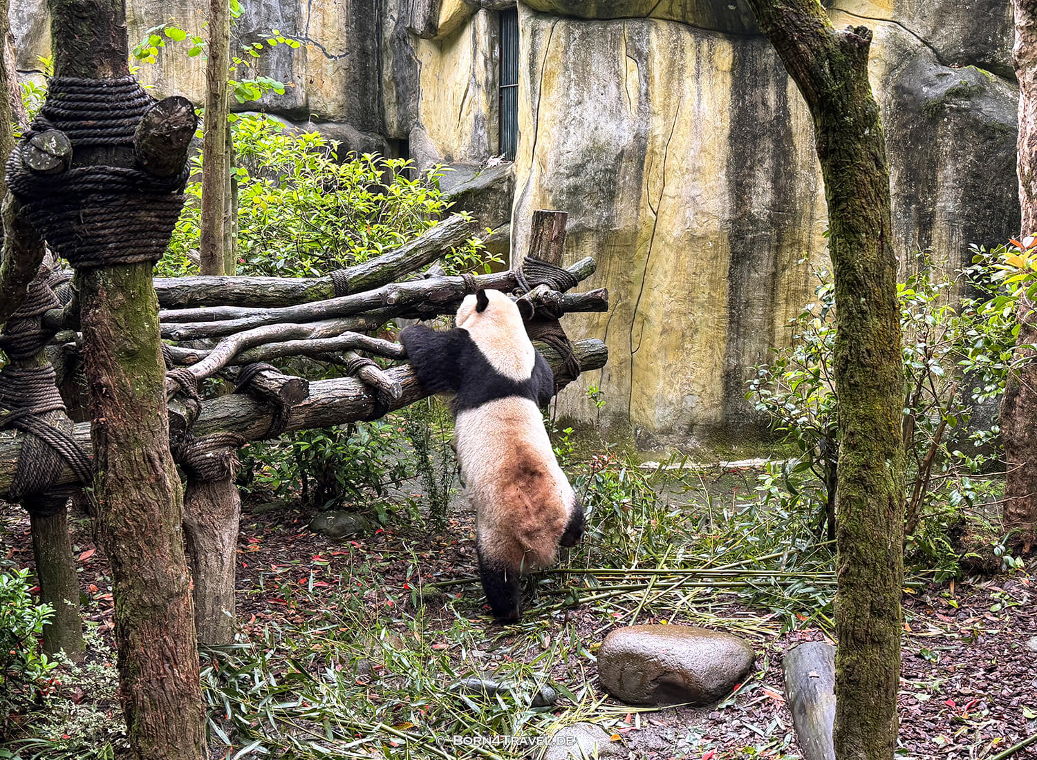 Dujiangyan Panda Park,Panda Valley, Chengdu,China2026,born4travel.de Dujiangyan Panda Park,Panda Valley, Chengdu,China2026,born4travel.de