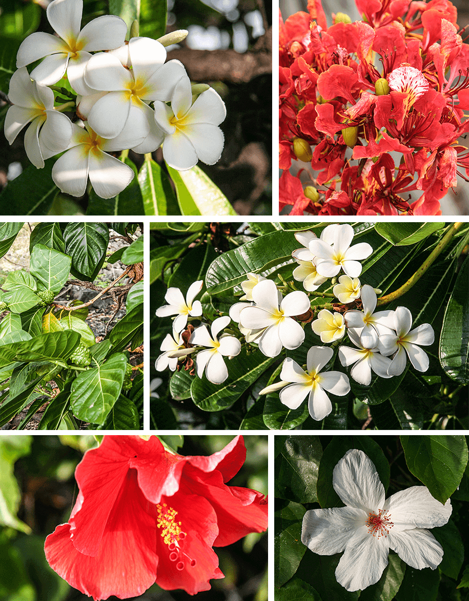 flowers, Kona,Big Island,Hawaii,USA