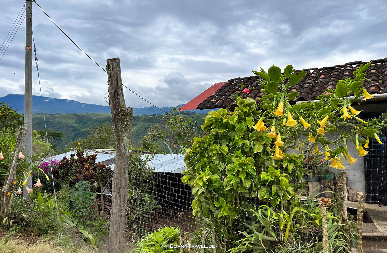 Kaffeepflanze in Huila,Kolumbien,born4travel.de