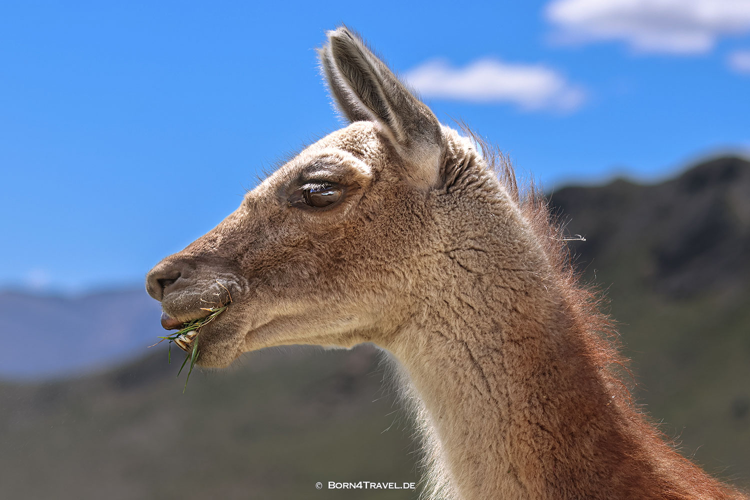 Torres del Paine,Chile,Patagonia,born4travel.de Torres del Paine,Chile,Patagonia,born4travel.de