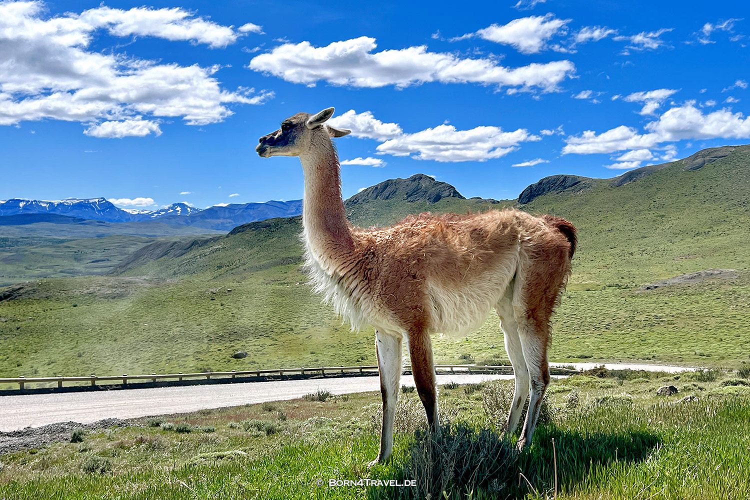 Vicuña,Torres del Paine,Chile,Patagonia,born4travel.de Mirador Lago Nordensjöld,Torres del Paine,Chile,Patagonia,born4travel.de