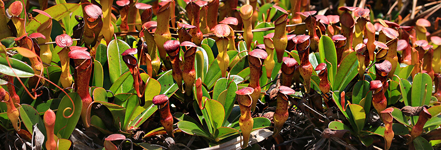 pitcher plant,Copolia trail,mahe,seychellen